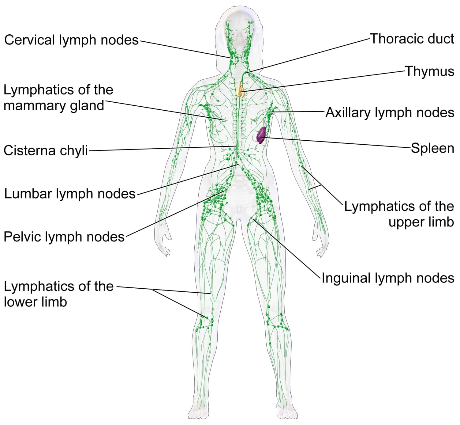 Human Lymphatic System
